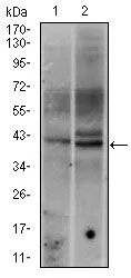 WB analysis of HeLa (1), and HeLa (2) cell lysate using GTX60591 c-Fos antibody [2G2].