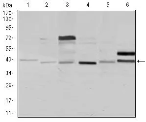 WB analysis of Jurkat (1),HeLa (2),HEK293 (3),A431 (4),K562 (5),and COS7 (6) cell lysate using GTX60593 NCK1 antibody [5B7].
