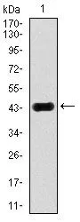 WB analysis of human JNK1 (AA: 227-380) recombinant protein using GTX60600 JNK1 antibody [1E5].
