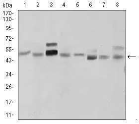 WB analysis of LNCaP (1), HepG2 (2), PANC-1 (3),HeLa (4), SK-N-SH (5), F9 (6), NIH3T3 (7), and COS7 (8) cell lysate using GTX60606 Shh antibody [5H4].