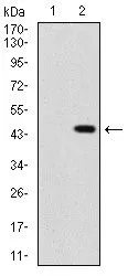 WB analysis of HEK293 (1) and Shh (AA: 26-161)-hIgGFc transfected HEK293 (2) cell lysate using GTX60606 Shh antibody [5H4].