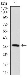 WB analysis of human MAP2 recombinant protein using GTX60608 MAP2 antibody [5B7].