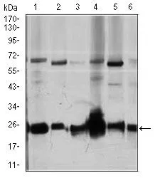 WB analysis of Jurkat (1), HeLa (2), NIH3T3 (3), C6 (4), K562 (5), and COS7 (6) cell lysate using GTX60618 Rho GDI alpha antibody [2G3].