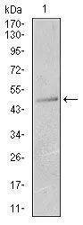 WB analysis of T47D cell lysate using GTX60622 Cytokeratin 13 antibody [3G4].