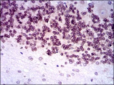 IHC-P analysis of human cerebellum tissue using GTX60623 GCNF antibody [4G8].