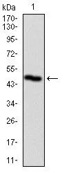WB analysis of human PLK1 recombinant protein using GTX60624 PLK1 antibody [1D1].