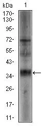 WB analysis of NTERA-2 cell lysate using GTX60628 SRY antibody [1G4].