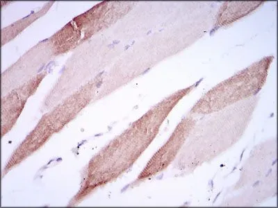 IHC-P analysis of human striated muscle tissue using GTX60629 CD166 antibody [5B3].