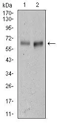WB analysis of L1210 (1) cell lysate, and Mouse spleen (2) tissue lysate using GTX60629 CD166 antibody [5B3].