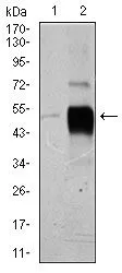 WB analysis of HeLa (1), and SK-N-SH (2) cell lysate using GTX60632 Brn2 antibody [6H12].
