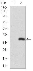 WB analysis of HEK293 (1) and RUNX3 (AA: 186-252)-hIgGFc transfected HEK293 (2) cell lysate using GTX60639 RUNX3 antibody [2B3].