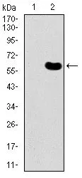 WB analysis of HEK293 (1) and DKK3 (AA: 91-350)-hIgGFc transfected HEK293 (2) cell lysate using GTX60665 DKK3 antibody [8A5C6].