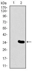 WB analysis of HEK293 (1) and MESP2 (AA: 37-94)-hIgGFc transfected HEK293 (2) cell lysate using GTX60671 MESP2 antibody [1B3F9].