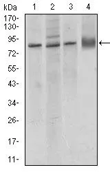 WB analysis of MCF-7 (1), A549 (2), HUVE-12 (3) cell lysate, and rat lung (4) tissue lysate using GTX60676 VE-Cadherin antibody [3D5C7].