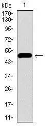 WB analysis of human CDH5 recombinant protein using GTX60676 VE-Cadherin antibody [3D5C7].