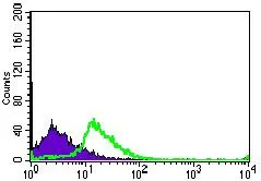 FACS analysis of MOLT4 cells using GTX60683 TGF beta Receptor III antibody [1C5H11]. Green : TGF beta Receptor III Purple : negative control