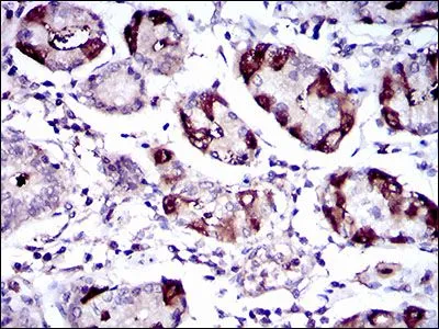 IHC-P analysis of human stomach tissue using GTX60688 SLC27A5 antibody [4B11C10].