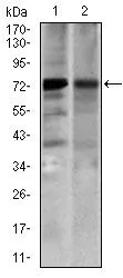 WB analysis of 3T3L1 (1) and COS7 (2) cell lysate using GTX60688 SLC27A5 antibody [4B11C10].