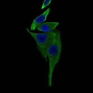 ICC/IF analysis of HepG2 cells using GTX60708 TRAFD1 antibody [8E6E7]. Green : TRAFD1 Blue: DRAQ5 fluorescent DNA dye