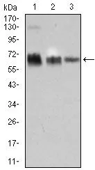 WB analysis of HEK293 (1), Raji (2), and Jurkat (3) cell lysate using GTX60708 TRAFD1 antibody [8E6E7].