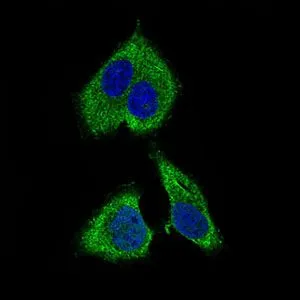 ICC/IF analysis of HepG2 cells using GTX60728 RPL18A antibody [6G6G10]. Green : RPL18A Blue: DRAQ5 fluorescent DNA dye