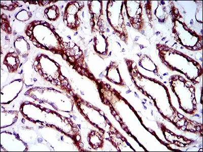 IHC-P analysis of human kidney tissue using GTX60728 RPL18A antibody [6G6G10].