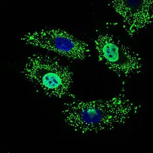 ICC/IF analysis of HeLa cells using GTX60733 WHSC2 antibody [6B11H8]. Green : WHSC2 Blue: DRAQ5 fluorescent DNA dye