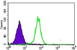 FACS analysis of HepG2 cells using GTX60735 MRPL42 antibody [3H6G11]. Green : MRPL42 Purple : negative control