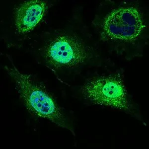 ICC/IF analysis of HeLa cells using GTX60735 MRPL42 antibody [3H6G11]. Green : MRPL42 Blue: DRAQ5 fluorescent DNA dye