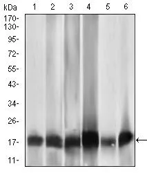 WB analysis of HL7702 (1), HepG2 (2), SMMC-7721 (3), HEK293 (4), HeLa (5), and Raji (6) cell lysate using GTX60735 MRPL42 antibody [3H6G11].