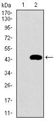 WB analysis of HEK293 (1) and MRPL42 (AA: 142-203)-hIgGFc transfected HEK293 (2) cell lysate using GTX60735 MRPL42 antibody [3H6G11].