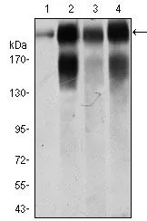 WB analysis of A549 (1), A431 (2), MCF-7 (3) and SW620 (4) cell lysate using GTX60736 Integrin beta 4 antibody [10B10D5].