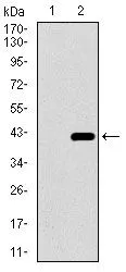WB analysis of HEK293 (1) and DNAL4 (AA: 1-105)-hIgGFc transfected HEK293 (2) cell lysate using GTX60740 DNAL4 antibody [3B7B7].