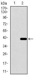 WB analysis of HEK293 (1) and DNAL4 (AA: 1-105)-hIgGFc transfected HEK293 (2) cell lysate using GTX60742 DNAL4 antibody [3C10A4].