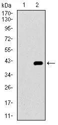 WB analysis of HEK293 (1) and CD41 (AA: 45-149)-hIgGFc transfected HEK293 (2) cell lysate using GTX60763 CD41 antibody [2E10C9].