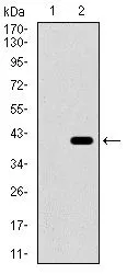 WB analysis of HEK293 (1) and CD41 (AA: 45-149)-hIgGFc transfected HEK293 (2) cell lysate using GTX60764 CD41 antibody [2E10C9].