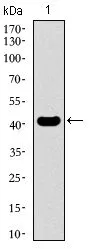 WB analysis of human KLF1 recombinant protein using GTX60769 KLF1 antibody [1B6A3].