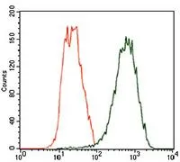 FACS analysis of HeLa cells using GTX60773 TUBB2A antibody [6A10B2]. Green : TUBB2A Red : negative control