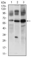 WB analysis of Jurkat (1), 3T3L1 (2) and Raji (3) cell lysate using GTX60781 FLIP antibody [7A3D12].