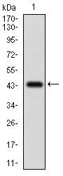 WB analysis of human FLIP recombinant protein using GTX60787 FLIP antibody [6G11A6].