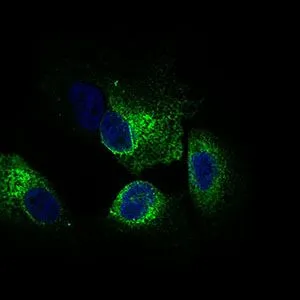 ICC/IF analysis of HeLa cells using GTX60793 CLGN antibody [1C8B6]. Green : CLGN Blue: DRAQ5 fluorescent DNA dye