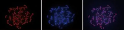 FISH (Fluorescence in situ hybridization) analysis of metaphase chromosomes from HeLa cells (treated with 0.1 microg/ml colcemid for 1 - 2 hours) using GTX60803 5-Methylcytosine / 5-mC antibody [GT9076]. Red : Primary antibody Blue : DAPI Dilution : 1:1000