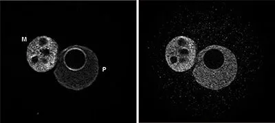 ICC/IF analysis of 4% PFA-fixed mouse embryos cells fixed in the one-cellular stage (after blocking with PBS containing 2% BSA, the cells were treated with 2N HCl) using GTX60803 5-Methylcytosine / 5-mC antibody [GT9076]. Both the maternal (M) and paternal (P) pronuclei are stained. Left : Primary antibody Right : Anti- single stranded DNA antibody Permeabilization : 0.5% Triton X-100 for 30 mins Dilution : 1:200