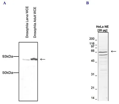 WB analysis of whole cell extracts (WCE) from Drosophila larva and adults (Figure A) or of nuclear extracts (NE) from HeLa cells (Figure B) using Cdc73 antibody at a dilution of 1:1,000 in TBS-Tween containing 5% skimmed milk.
