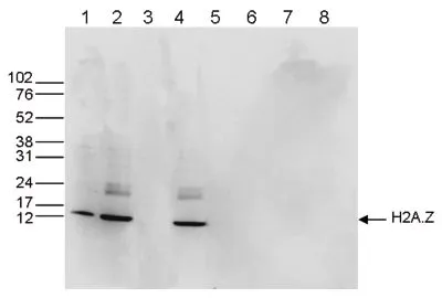 WB analysis of whole cell (25 microg, lane 1) and histone extracts (15 microg, lane 2) from HeLa cells, and on 1 microg of recombinant histone H2A, H2B, H3 and H4 (lane 5, 6, 7 and 8, respectively) using GTX60812 Histone H2A.Z antibody - ChIP grade. Dilution : 1:1,000