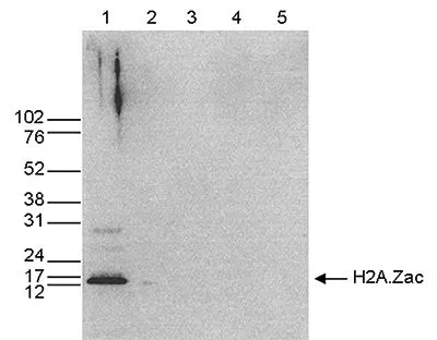 ELISA was performed using a serial dilution of Histone H2A.Z (acetyl Lys5/Lys7/Lys11) antibody in antigen coated wells. By plotting the absorbance against the antibody dilution,the titer of the antibody was estimated to be 1:56,600.