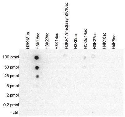 WB analysis of whole cell (25 ug,lane 1) and histone extracts from HeLa cells,and 1 ug of recombinant histone H2A,H2B,H3 and H4 (lane 3,4,5 and 6,respectively) using H3K18ac antibody at a dilution of 1:500 in TBS-Tween containing 5% skimmed milk.
