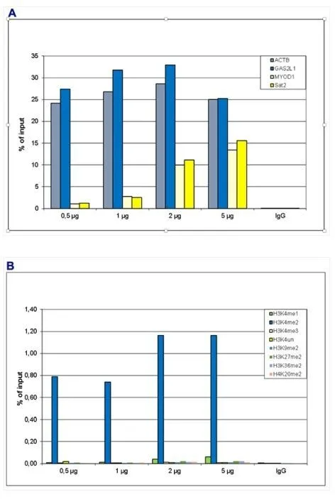 ChIP analysis of sheared chromatin from 5x10? HeLaS3 cells using GTX60819 Histone H3K4me2 (Di-methyl Lys4) antibody - ChIP grade. A titration of the antibody consisting of 0.5, 1, 2 and 5 microg per ChIP experiment was analysed. IgG (2 microg/IP) was used as negative IP control. Figure 1A. Quantitative PCR was performed with primers for a region upstream of the ACTB and GAS2L1 promoters, used as positive controls, and for the MYOD1 gene and the Sat2 satellite repeat, used as negative controls. The graph shows the recovery, expressed as a % of input (the relative amount of immunoprecipitated DNA compared to input DNA after qPCR analysis). Figure 1B. Recovery of the nucleosomes carrying the H3K4me1, H3K4me2, H3K4me3, H3K9me2, H3K27me2, H3K36me2, H4K20me2 and the unmodified H3K4 as determined by qPCR. The figure clearly shows the antibody is very specific in ChIP for the H3K4me2 modification. ChIP analysis of sheared chromatin from 5x10? HeLaS3 cells using GTX60819 Histone H3K4me2 (Di-methyl Lys4) antibody - ChIP grade. A titration of the antibody consisting of 0.5, 1, 2 and 5 microg per ChIP experiment was analysed. IgG (2 microg/IP) was used as negative IP control. Figure 1A. Quantitative PCR was performed with primers for a region upstream of the ACTB and GAS2L1 promoters, used as positive controls, and for the MYOD1 gene and the Sat2 satellite repeat, used as negative controls. The graph shows the recovery, expressed as a % of input (the relative amount of immunoprecipitated DNA compared to input DNA after qPCR analysis). Figure 1B. Recovery of the nucleosomes carrying the H3K4me1, H3K4me2, H3K4me3, H3K9me2, H3K27me2, H3K36me2, H4K20me2 and the unmodified H3K4 as determined by qPCR. The figure clearly shows the antibody is very specific in ChIP for the H3K4me2 modification.