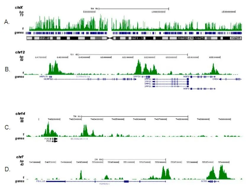 ChIP analysis of sheared chromatin from 5x10? HeLaS3 cells using GTX60819 Histone H3K4me2 (Di-methyl Lys4) antibody - ChIP grade. The IPd DNA was analysed on an Illumina Genome Analyzer. Library preparation, cluster generation and sequencing were performed according to the manufacturers instructions. The 36 bp tags were aligned to the human genome using the ELAND algorithm. Figure 2 shows the peak distribution along the complete X-chromosome (figure 2A) and in 3 chromosomal regions surrounding the GAPDH, c-fos and ACTB genes (figure 2B, C and D, respectively). Antibody amount : 1microg