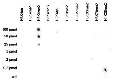 Dot blot analysis of 0.2 - 100 pmol of the peptides containing other modifications of histone H3 and H4 and the unmodified H3K4 sequence using GTX60819 Histone H3K4me2 (Di-methyl Lys4) antibody - ChIP grade. Dilution : 1:20,000